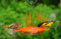 #361 - The Oriole Feeder