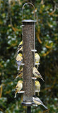 Quick-Clean Finch Tube Feeder - Large