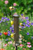 Quick-Clean Finch Tube Feeder - Medium