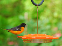 #361 - The Oriole Feeder